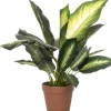 Intratuin kunstplant Dieffenbachia groen / geel D 12,5 H 55 cm