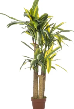 Intratuin kunstplant Drakenbloedboom groen / geel H 120 cm