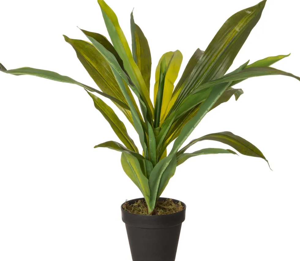 Intratuin kunstplant Drakenbloedboom H 55 cm