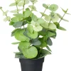 Intratuin kunstplant Eucalyptus lichtgroen D 9 H 38 cm