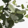 Intratuin kunstplant Eucalyptus H 95 cm