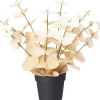 Intratuin kunstplant Eucalyptus crème D 9 H 20 cm