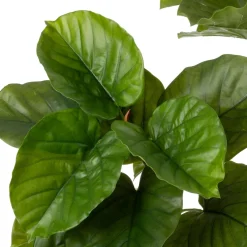 Intratuin kunstplant Ficus umbellata D 19,5 H 174 cm