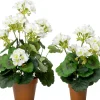 Intratuin kunstplant Geranium wit D 12 H 43 cm