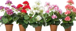 Intratuin kunstplant Geranium rood D 8,5 H 34 cm