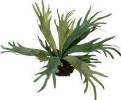 Intratuin kunstplant Hertshoornvaren D 12,9 H 40 cm