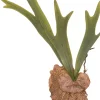 Intratuin kunstplant Hertshoornvaren H 40 cm