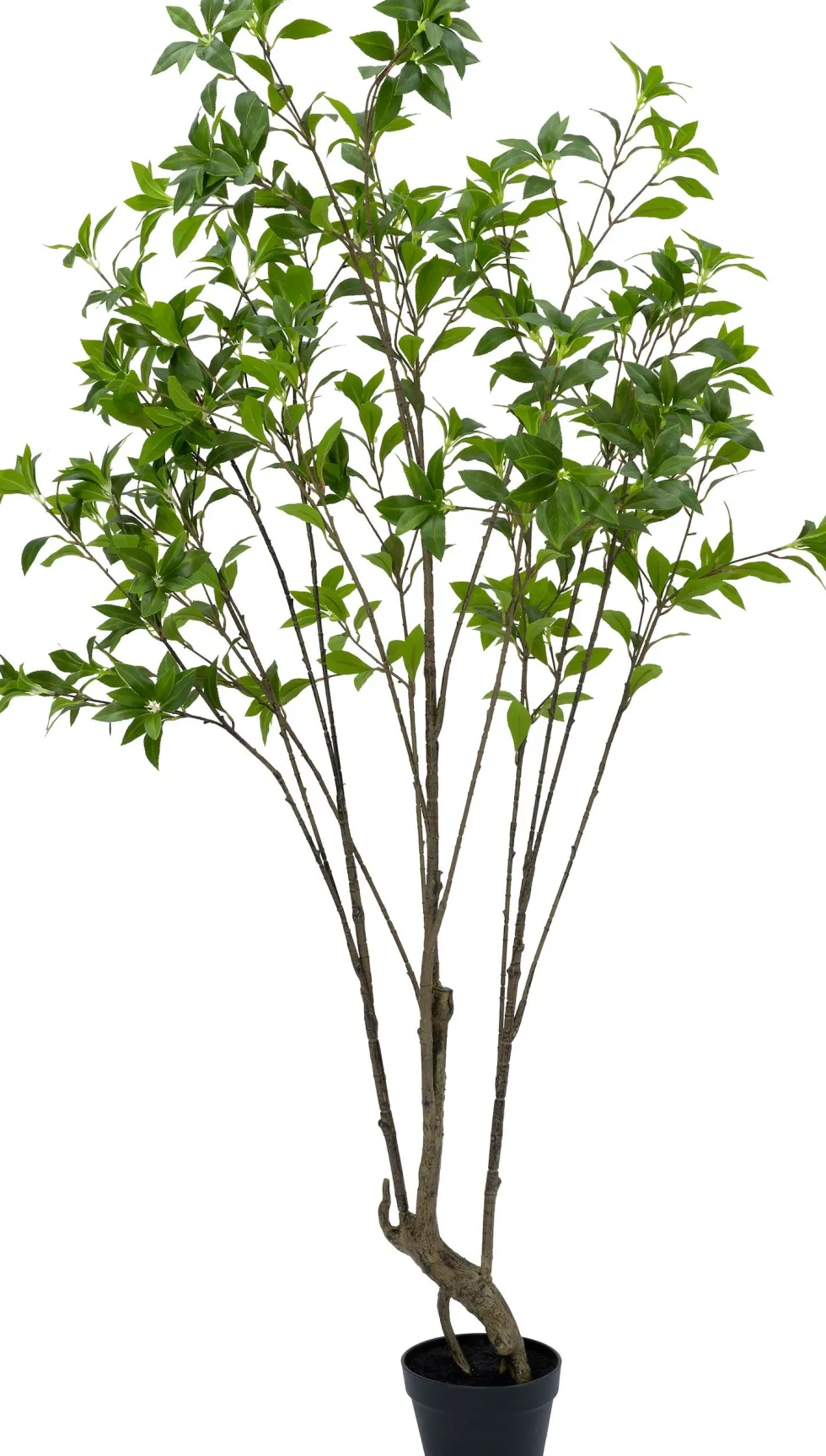 Intratuin kunstplant Kerrieboom D 9 H 240 cm