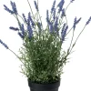 Intratuin kunstplant lavendel paars D 12,5 H 48 cm