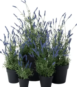 Intratuin kunstplant lavendel paars D 9,5 H 30,5 cm