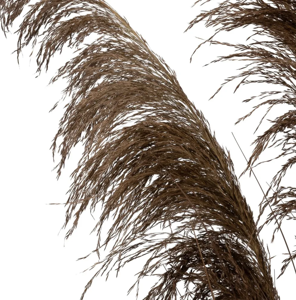 Intratuin kunstplant Miscanthus bruin H 120 cm