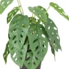 Intratuin kunstplant Monstera andersoni D 11 H 30 cm