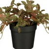 Intratuin kunstplant Mozaïekplant rood H 16 cm
