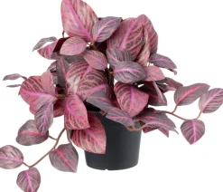Intratuin kunstplant Mozaiekplantje paars D 9 H 25 cm