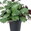 Intratuin kunstplant Mozaiekplantje D 9 H 22 cm