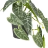 Intratuin kunstplant Olifantsoor groen / grijs D 9 H 18 cm