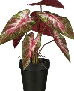 Intratuin kunstplant Olifantsoor rood H 27 cm