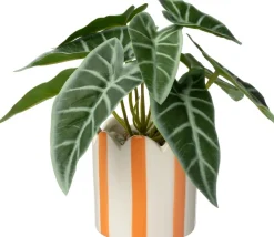 Intratuin kunstplant Olifantsoor oranje D 7,5 H 16 cm