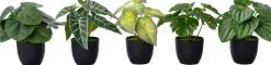 Intratuin kunstplant Peperomia D 7 H 16 cm