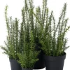 Intratuin kunstplant Rozemarijn paars D 28 H 68 cm