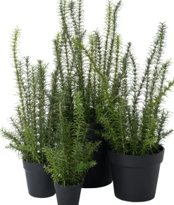 Intratuin kunstplant Rozemarijn paars D 28 H 68 cm