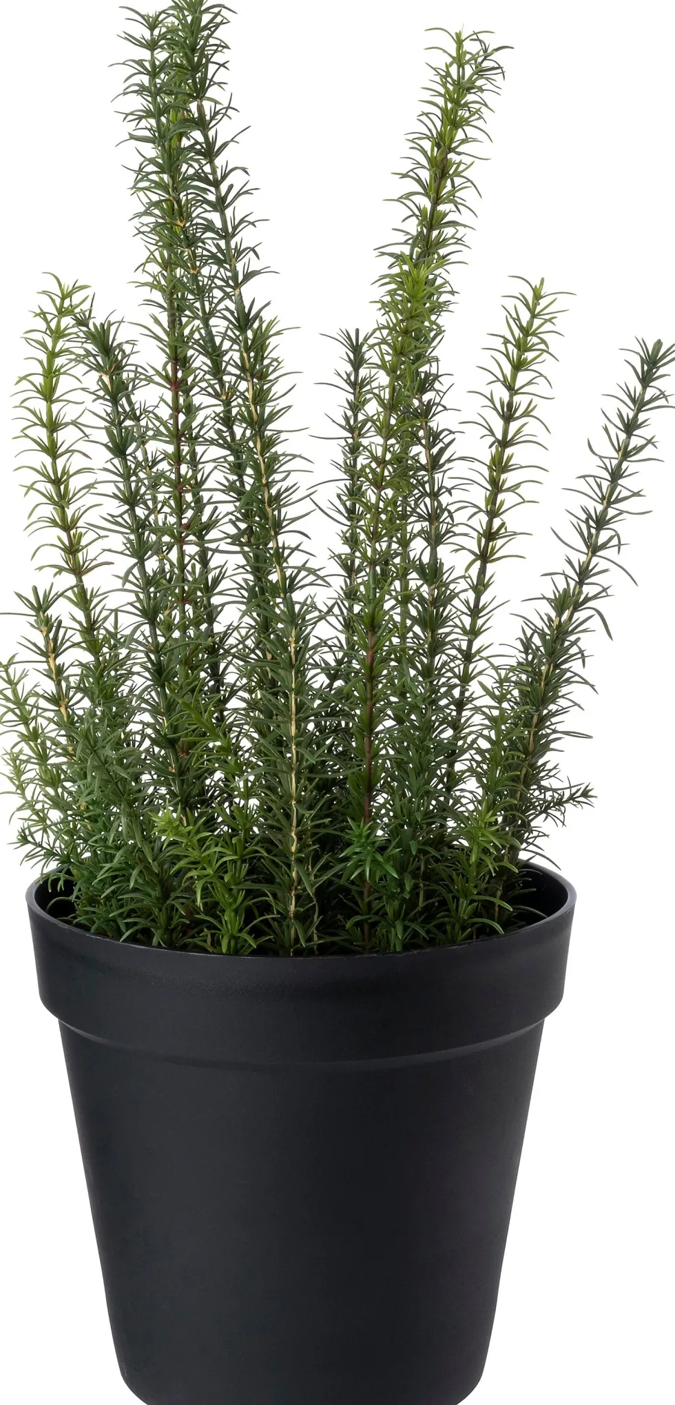 Intratuin kunstplant Rozemarijn paars D 28 H 68 cm