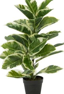 Intratuin kunstplant Rubberboom witbont H 85 cm