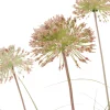 Intratuin kunstplant Siergras / Sierui oranje / groen H 115 cm