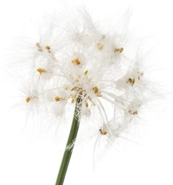 Intratuin kunstplant Siergras / Paardenbloem wit H 95 cm