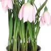 Intratuin kunstplant Sneeuwklokje roze H 23 cm