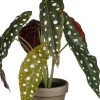 Intratuin kunstplant Stippenbegonia H 28 cm