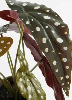 Intratuin kunstplant Stippenbegonia H 28 cm