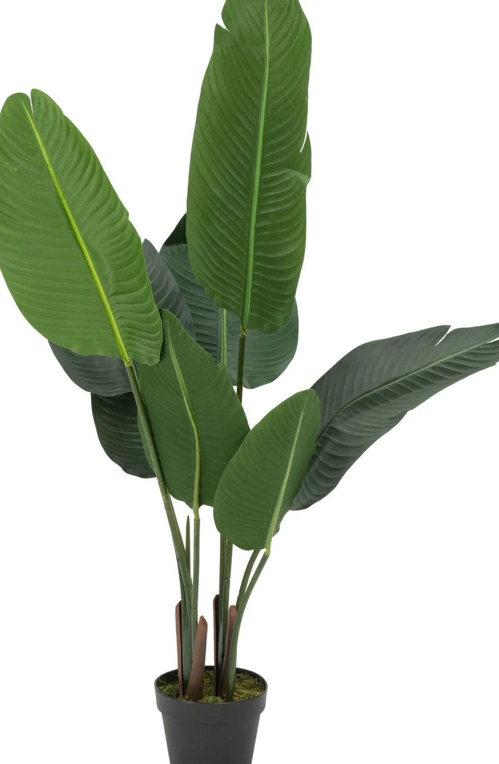 Intratuin kunstplant Strelitzia H 120 cm
