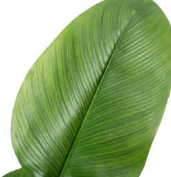 Intratuin kunstplant Strelitzia D 17,8 H 220 cm