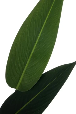 Intratuin kunstplant Strelitzia reginae H 120 cm