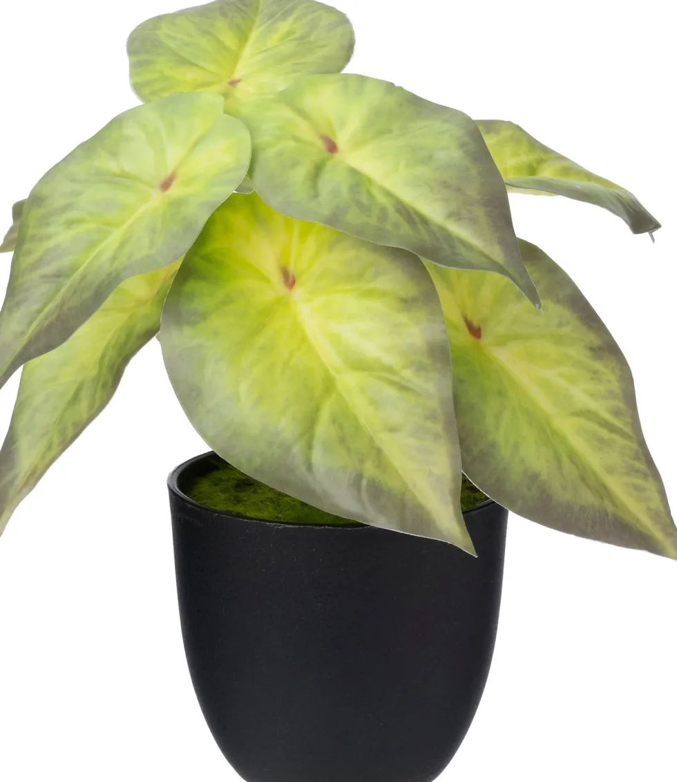 Intratuin kunstplant Syngonium D 7 H 16 cm