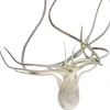 Intratuin kunstplant Tillandsia grijs H 15 cm