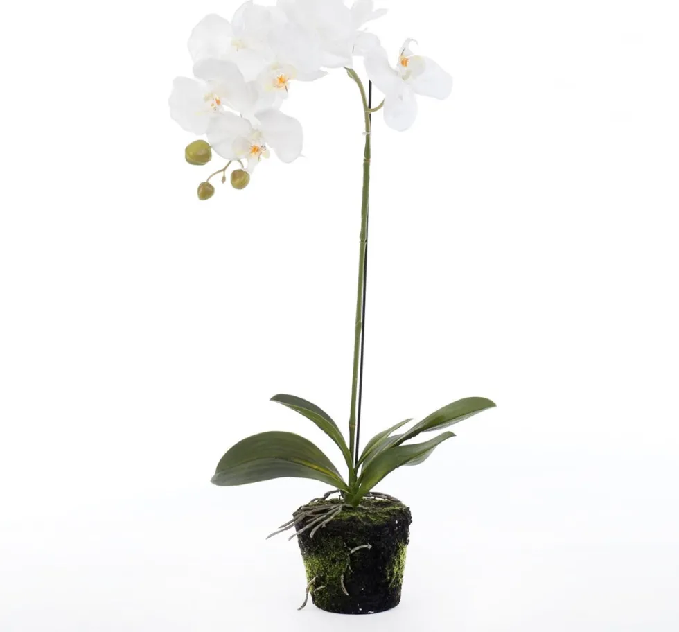 Intratuin kunstplant Vlinderorchidee wit D 13 H 60 cm