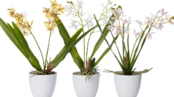 Intratuin kunstplant Vlinderorchidee roze D 10 H 37 cm