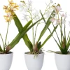 Intratuin kunstplant Vlinderorchidee wit D 10 H 37 cm