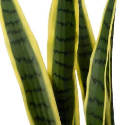 Intratuin kunstplant Vrouwentong geel / groen D 24 H 148 cm