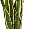 Intratuin kunstplant Vrouwentong geel / groen H 63 cm