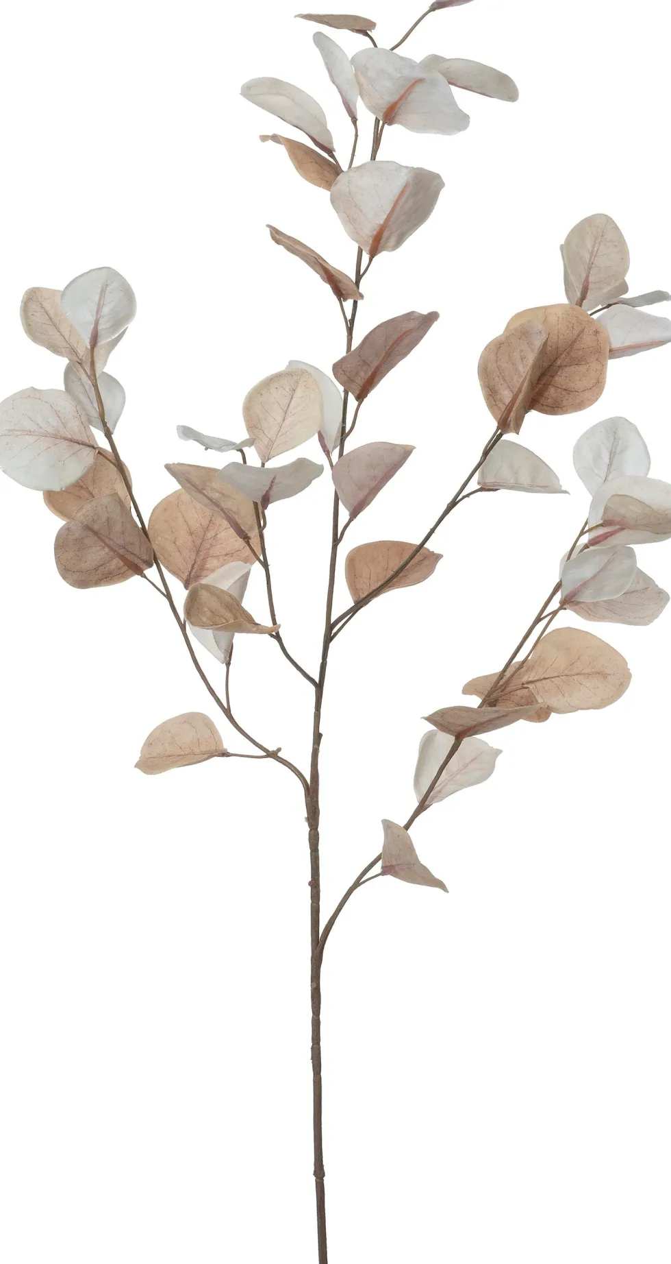 Intratuin kunsttak Eucalyptus wit / bruin H 96 cm