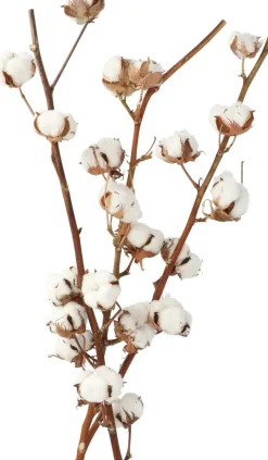 Katoenplant (Gossypium) H 50 cm