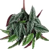 Mica Decorations kunsthangplant Cissus discolor H 80 cm