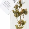 Pineut vinaigrette Italiaanse kruiden 235 gr
