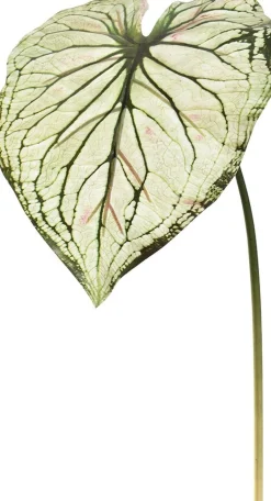 Pure kunsttak Caladium groen / wit H 113 cm