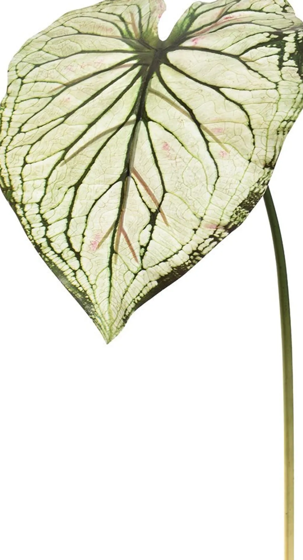 Pure kunsttak Caladium groen / wit H 113 cm