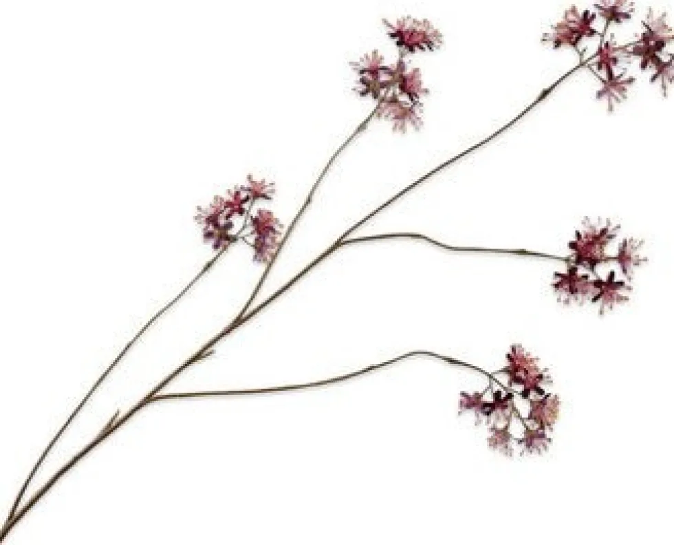 Silk-ka kunstbloem Capparis bordeaux H 14 cm