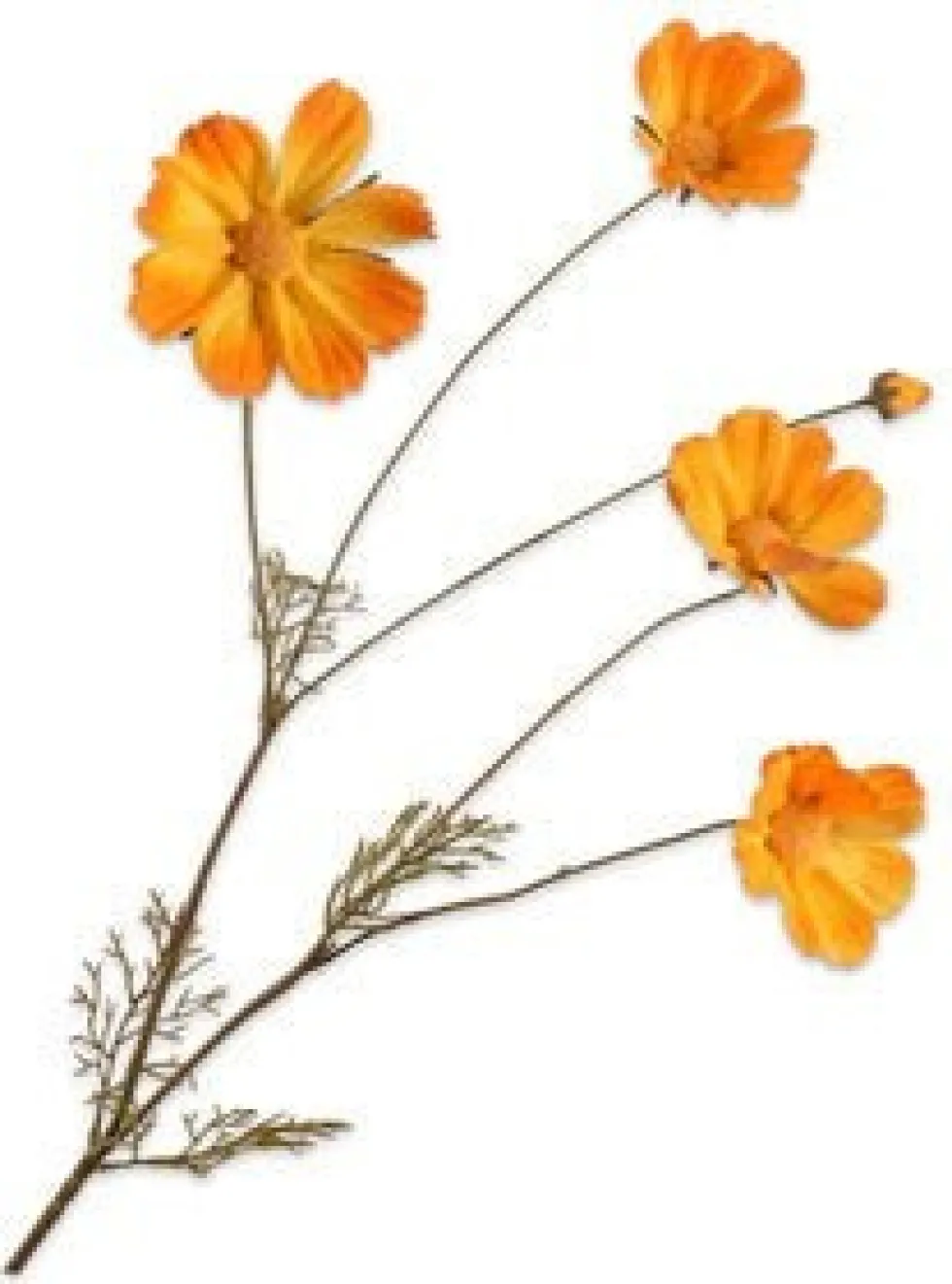 Silk-ka kunstbloem Cosmea oranje / geel H 92 cm